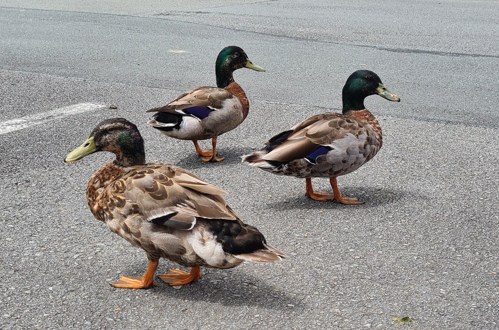 What Is Anti-Wellness Wellness? (And What's With the Ducks?!)