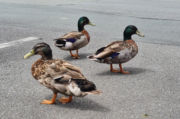 What Is Anti-Wellness Wellness? (And What's With the Ducks?!)