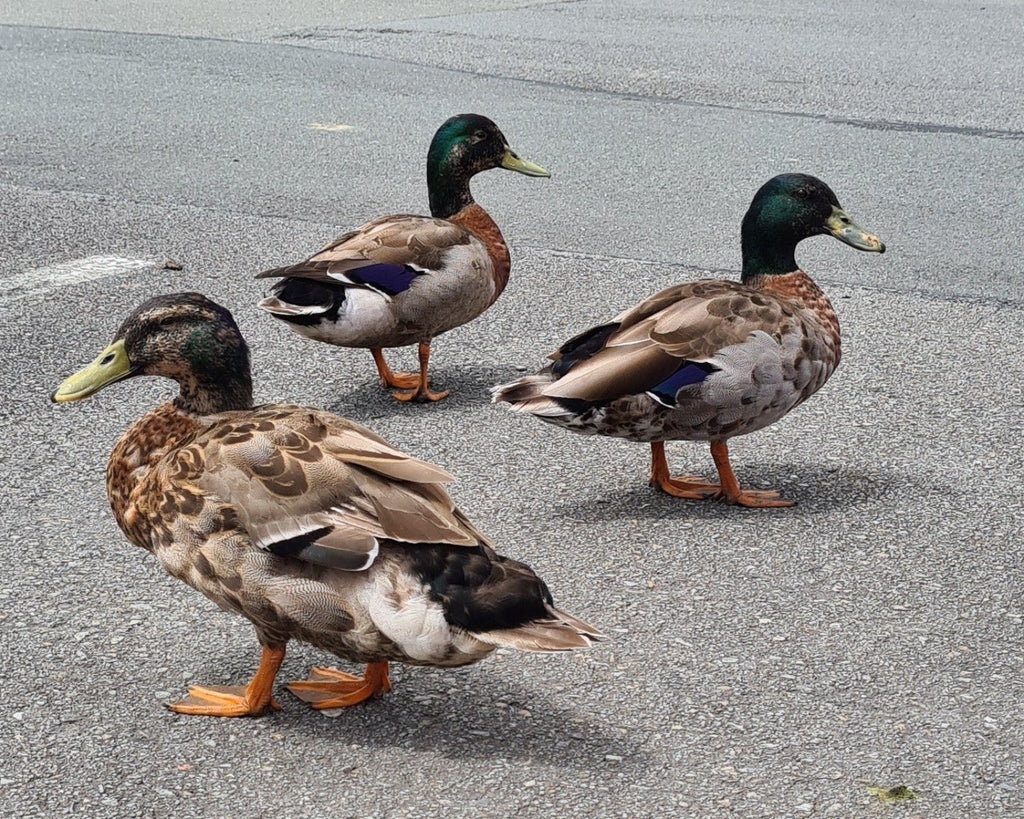 What Is Anti-Wellness Wellness? (And What's With the Ducks?!)